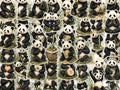 Illustrated Panda Stickers, Bamboo Fan Tea Decals, Vintage Laptop Journal Set