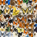 Butterfly Stickers, Die-Cut Nature Set for Journals and Laptops